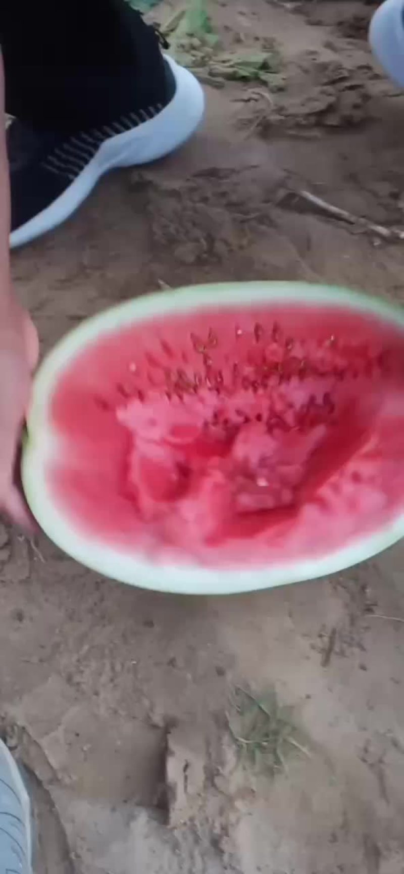 沙漠西瓜