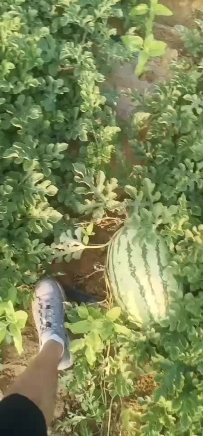 沙漠西瓜