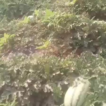 沙漠西瓜