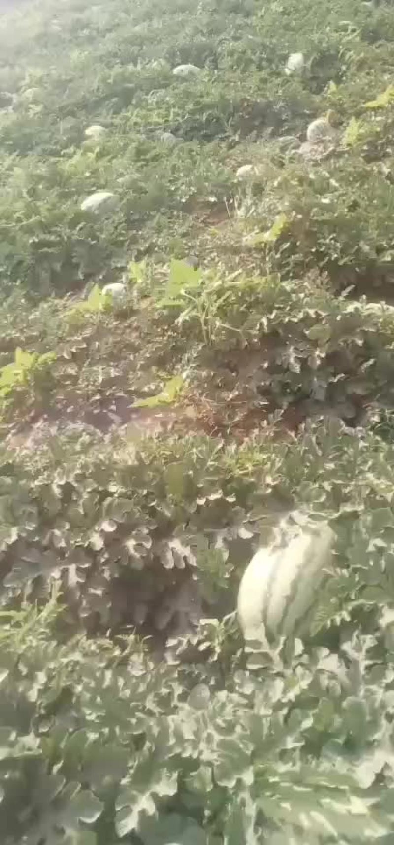 沙漠西瓜