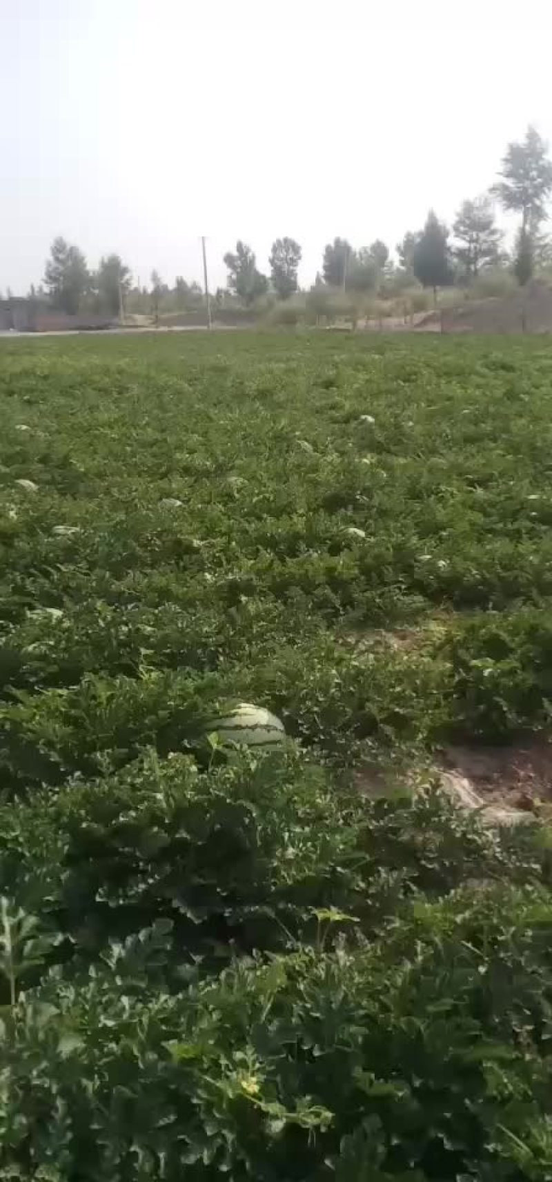 沙漠西瓜
