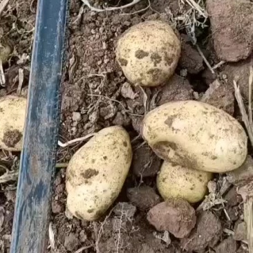 土豆
