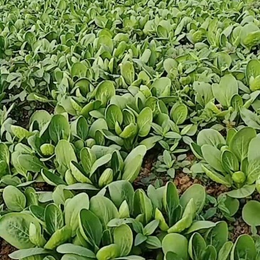 毛菜青梗菜白菜