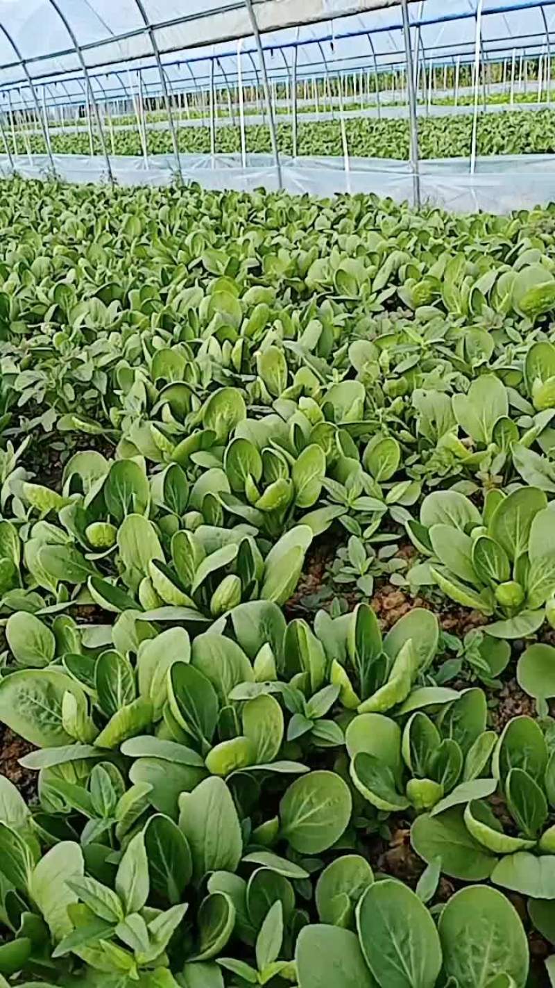 毛菜青梗菜白菜