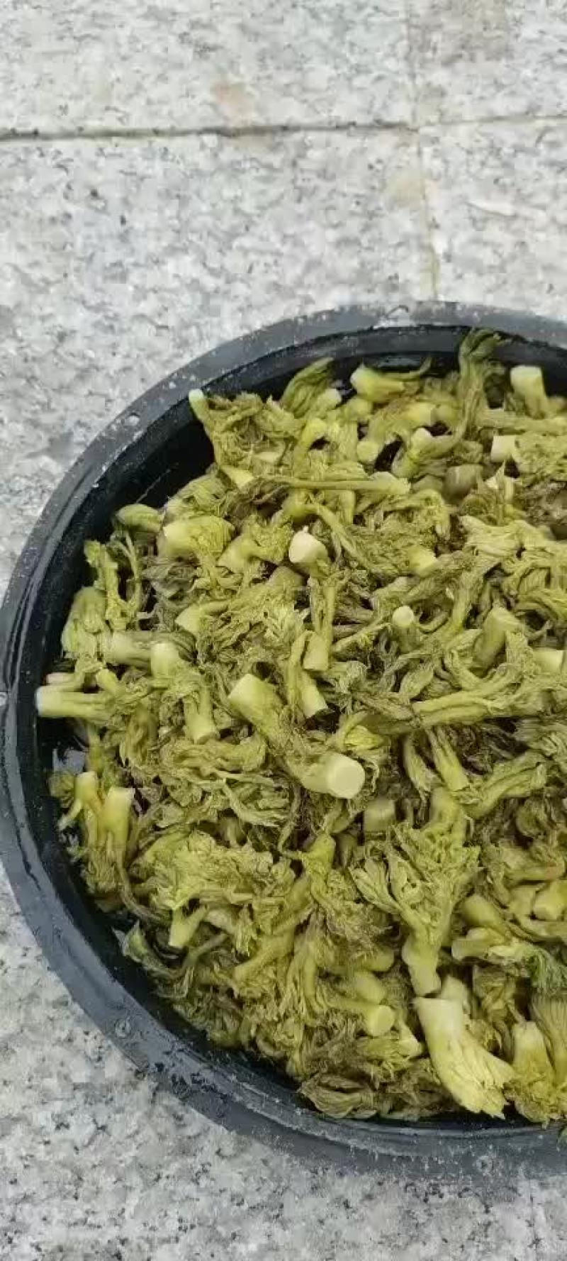刺嫩芽