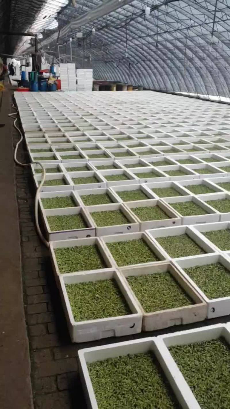 黑豆苗专业生产