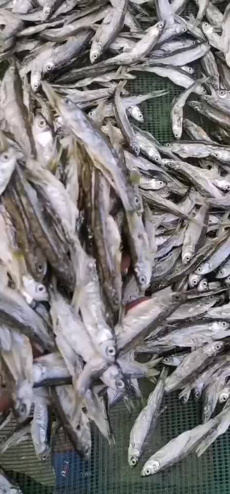 白条鱼干