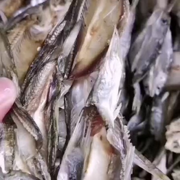 白条鱼干