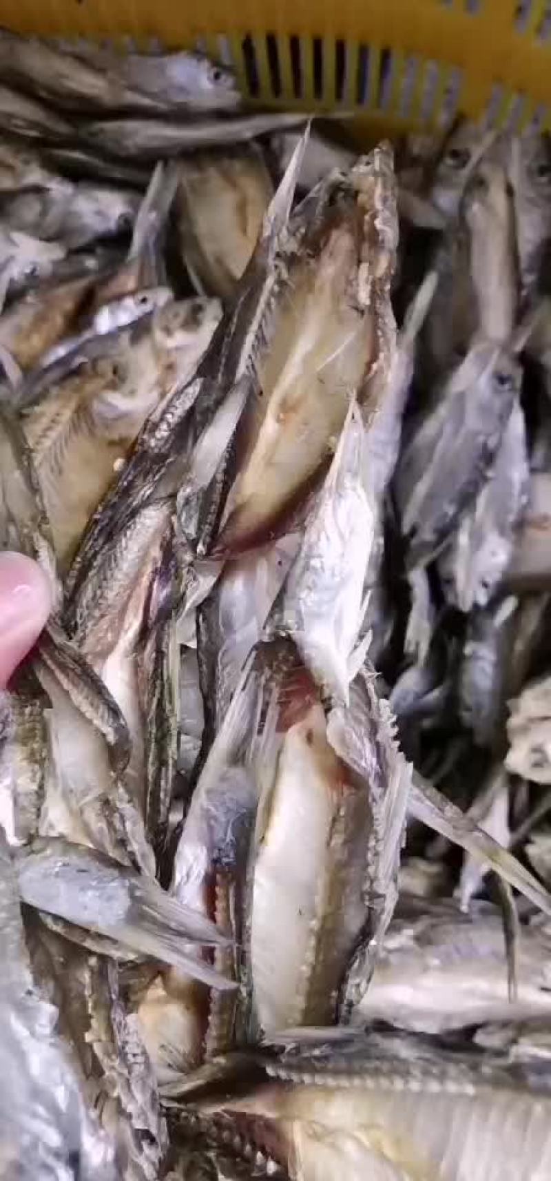 白条鱼干
