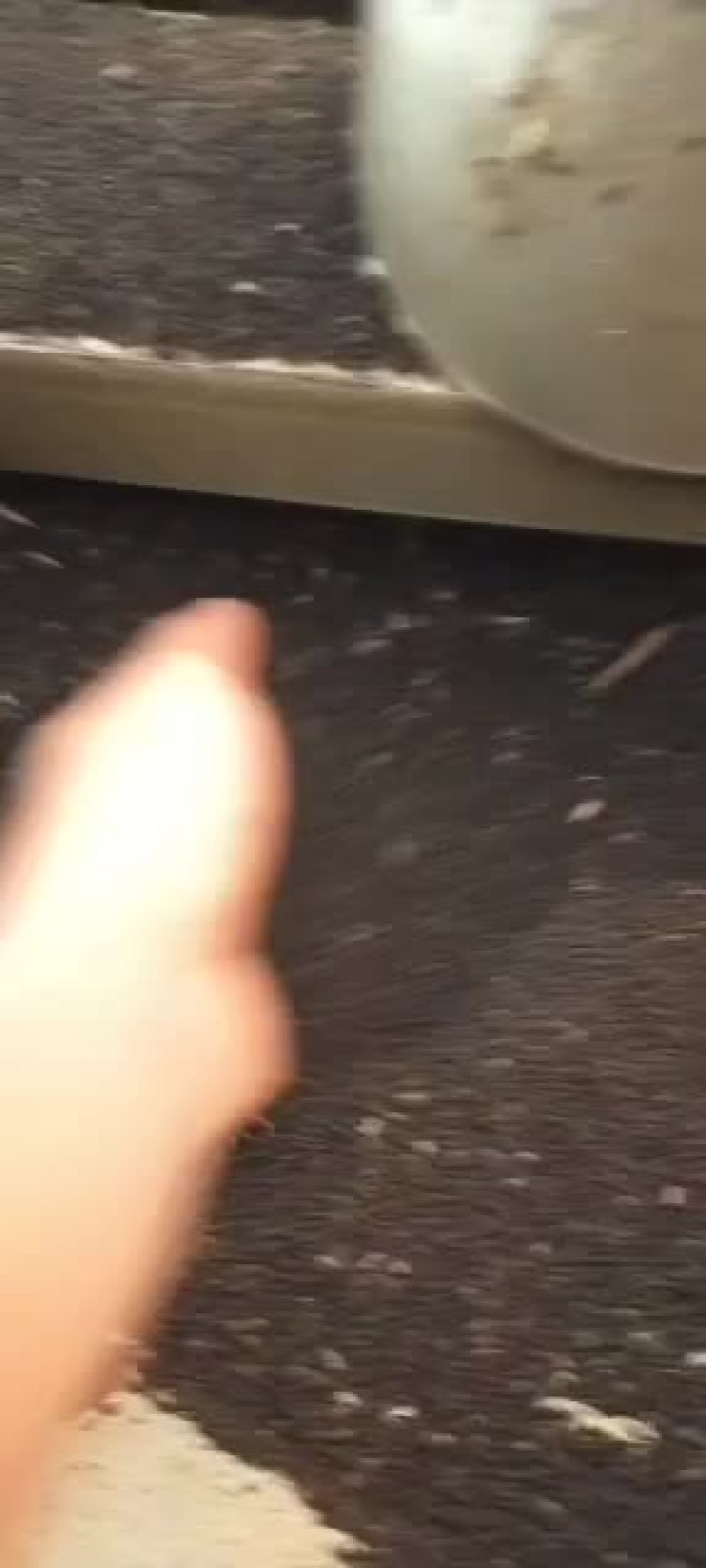 油饼