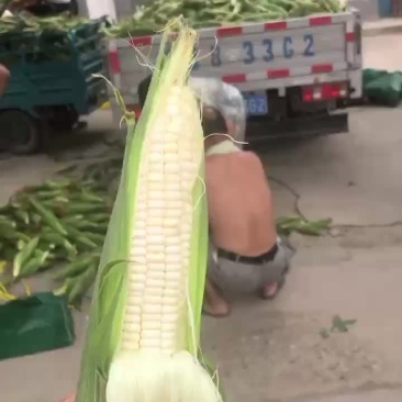 万糯2000大量有货，需要的联系