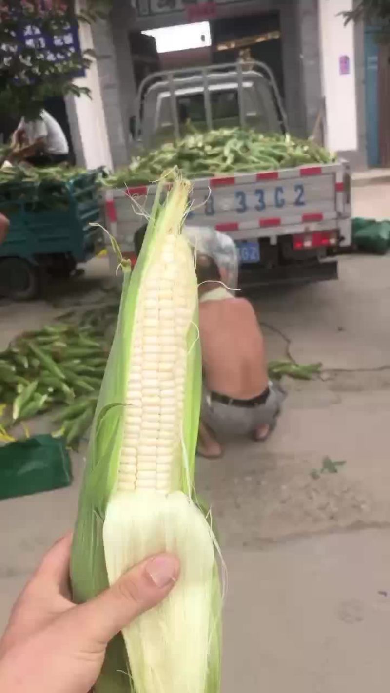 万糯2000大量有货，需要的联系