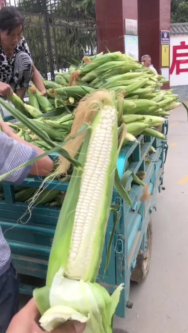 万糯2000大量有货，需要的联系