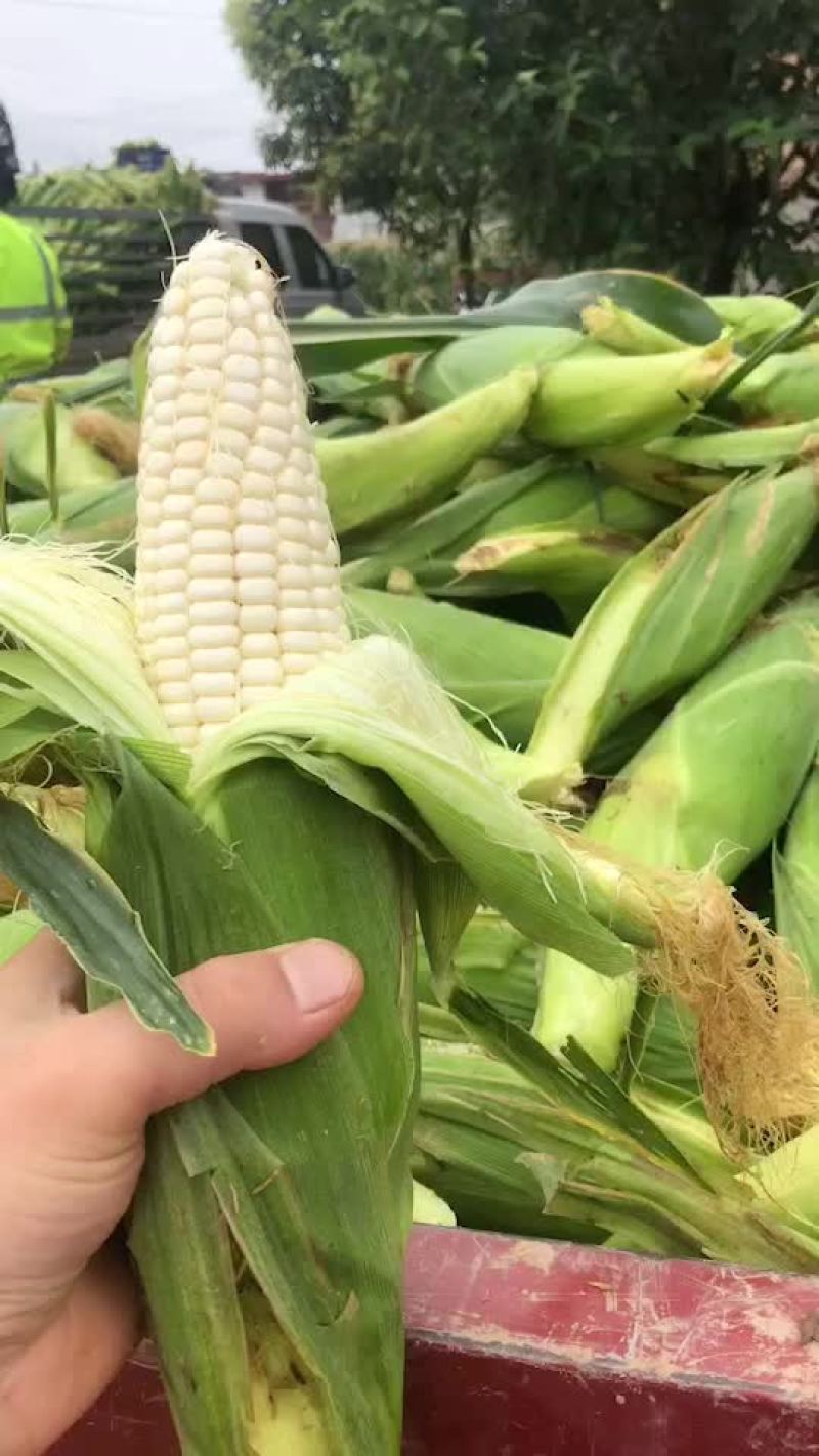 万糯2000大量有货，需要的联系