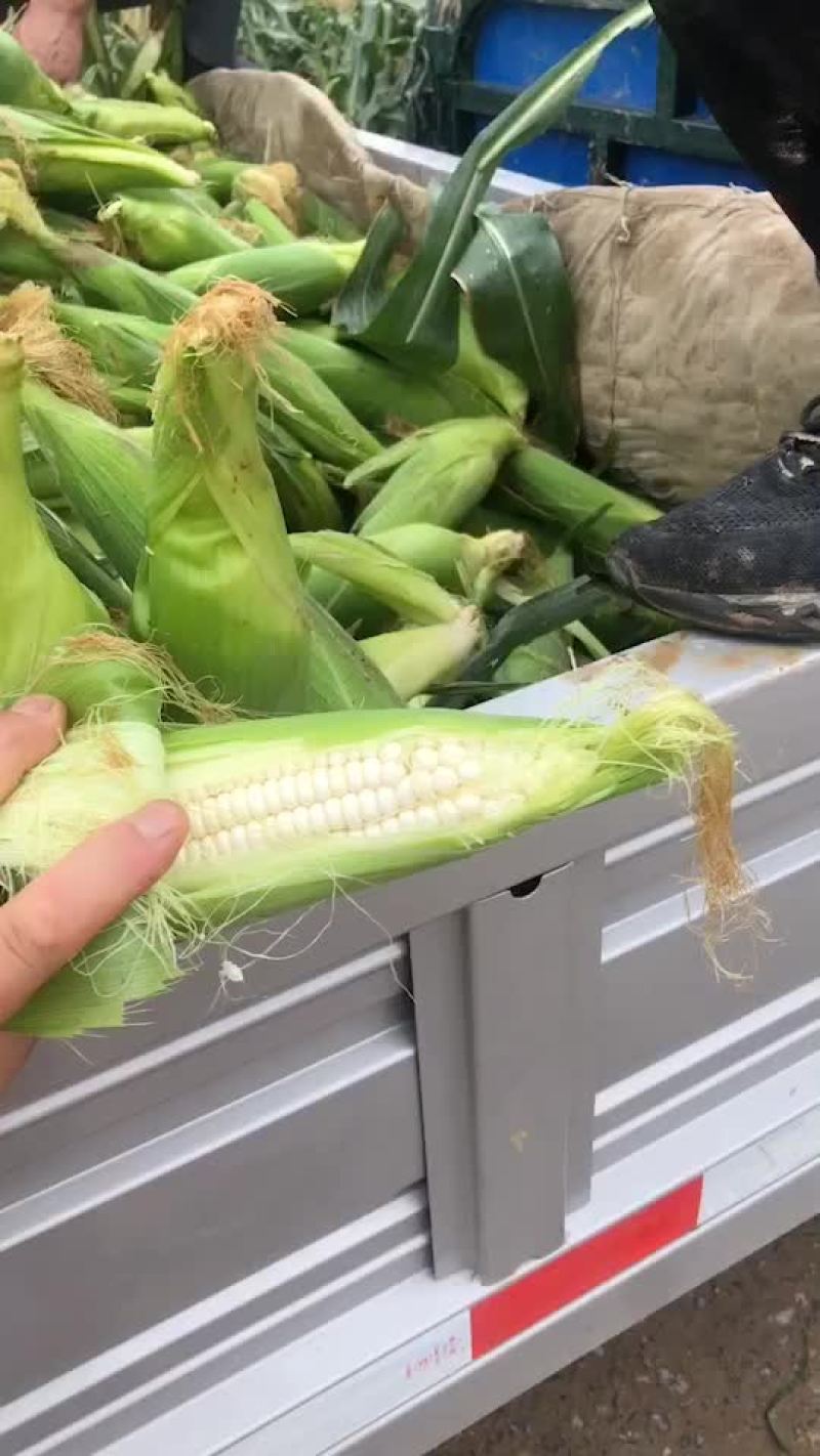 万糯2000大量有货，需要的联系