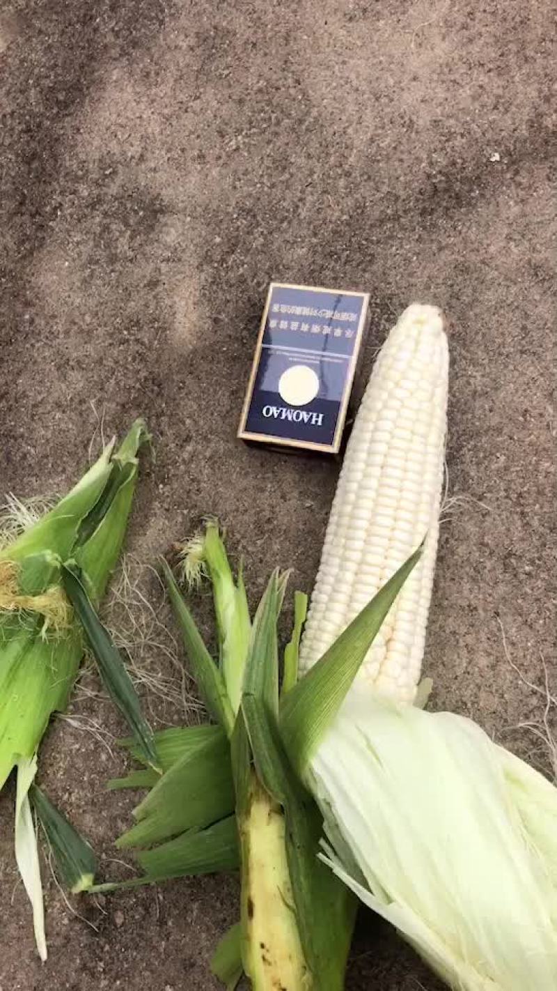 万糯2000大量有货，需要的联系