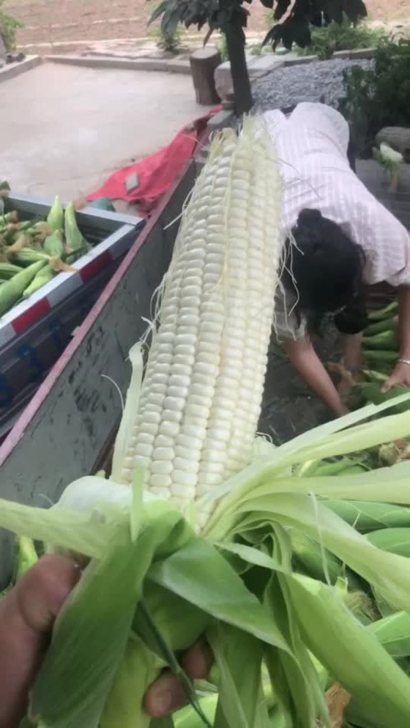 万糯2000大量有货，需要的联系