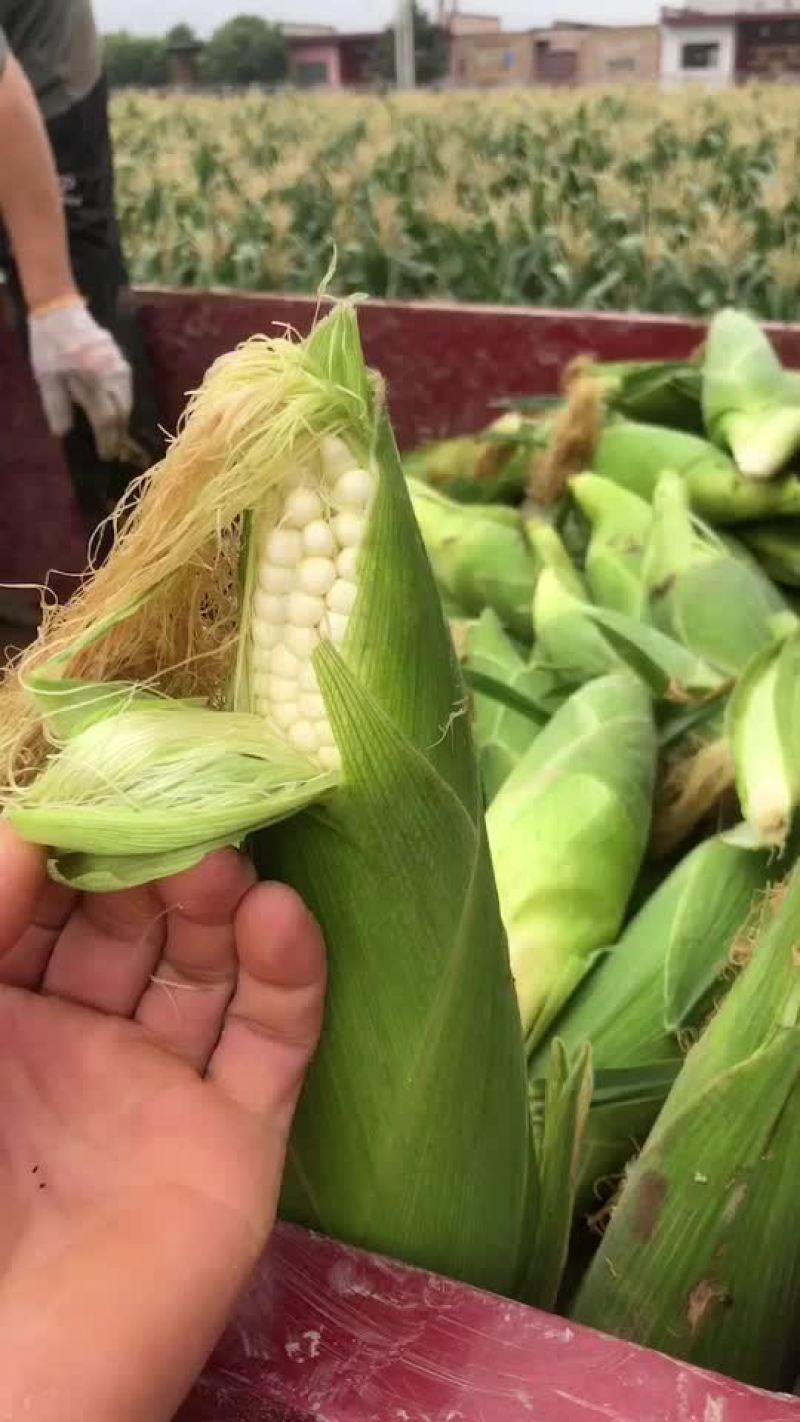 万糯2000大量有货，需要的联系