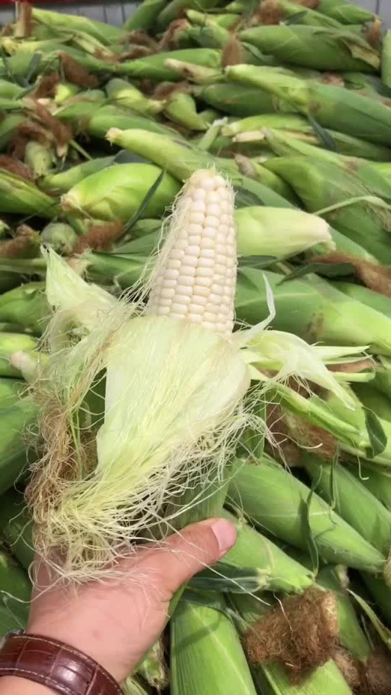 万糯2000大量有货，需要的联系