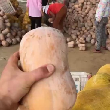 枕头南瓜大量有货，需要的联系