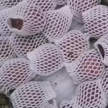 红玫释迦果