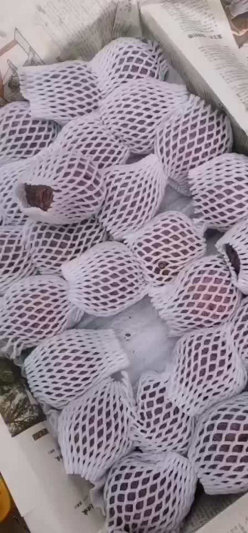 红玫释迦果