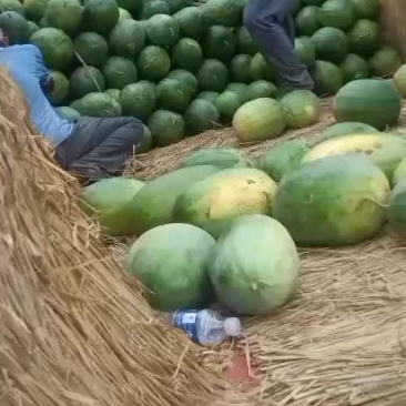 大量出售沙土地西瓜