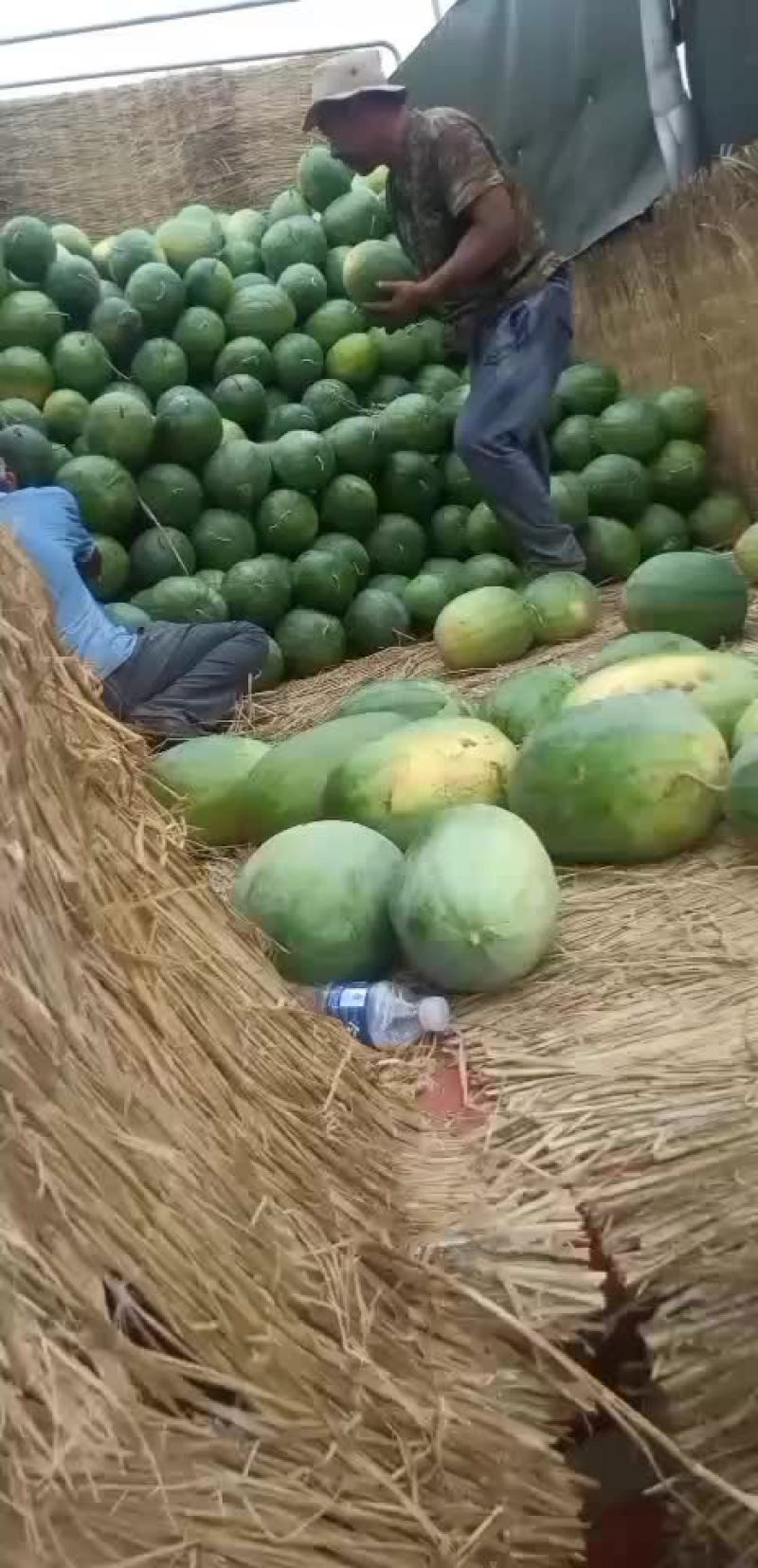 大量出售沙土地西瓜