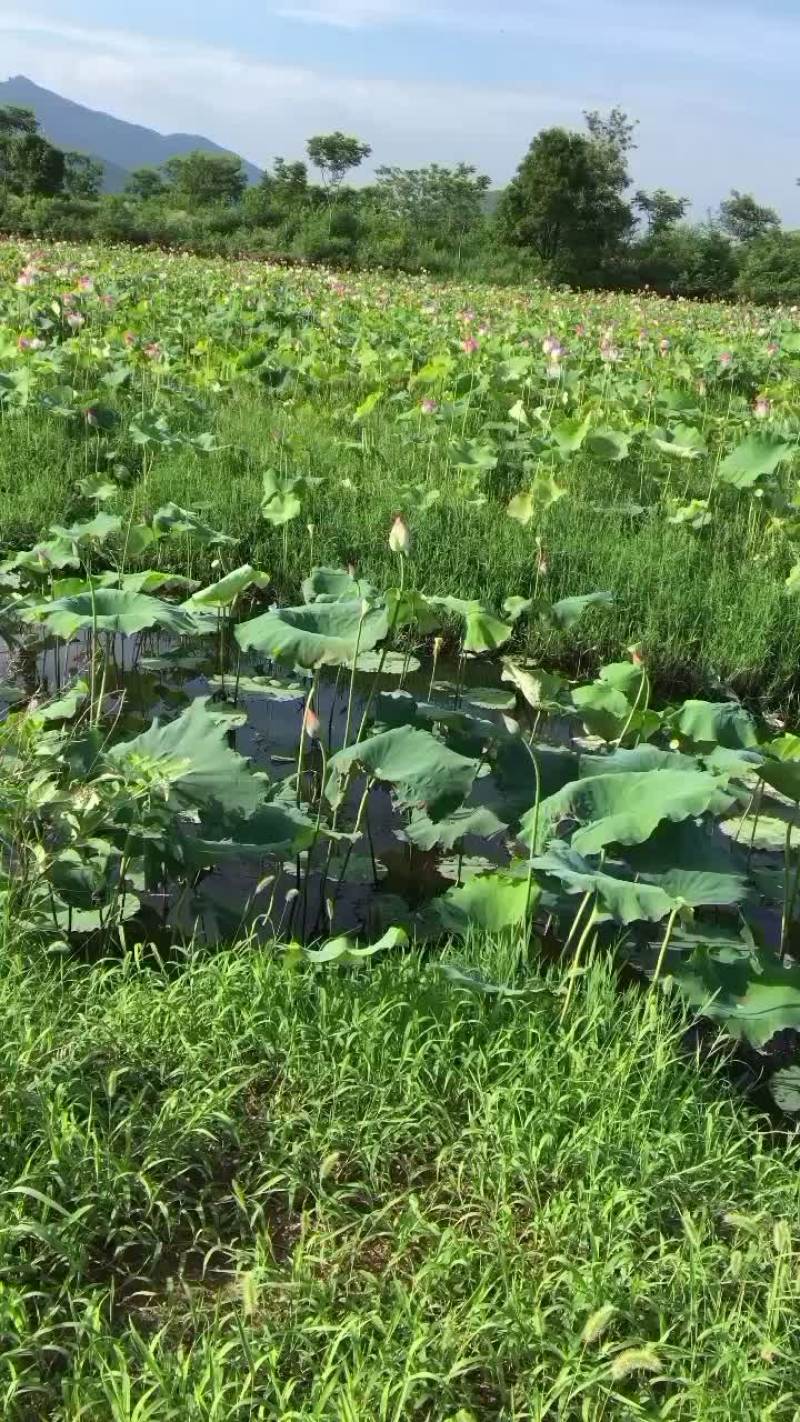 菱角（颜色好，量大提前预定）莲蓬已上市（真宗水果莲
