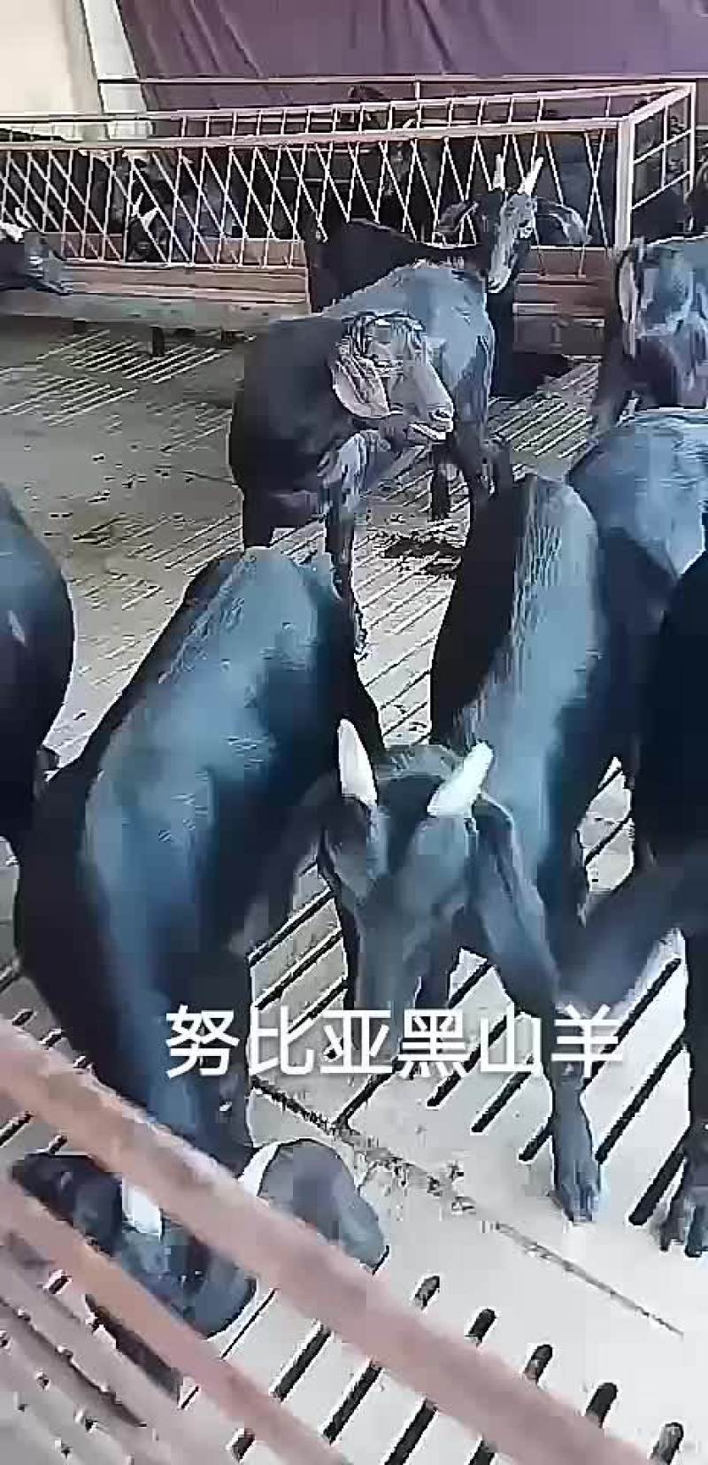 波尔山羊，努比亚黑山羊，小尾寒羊