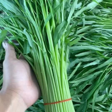 精品特级光杆柳叶空心菜！