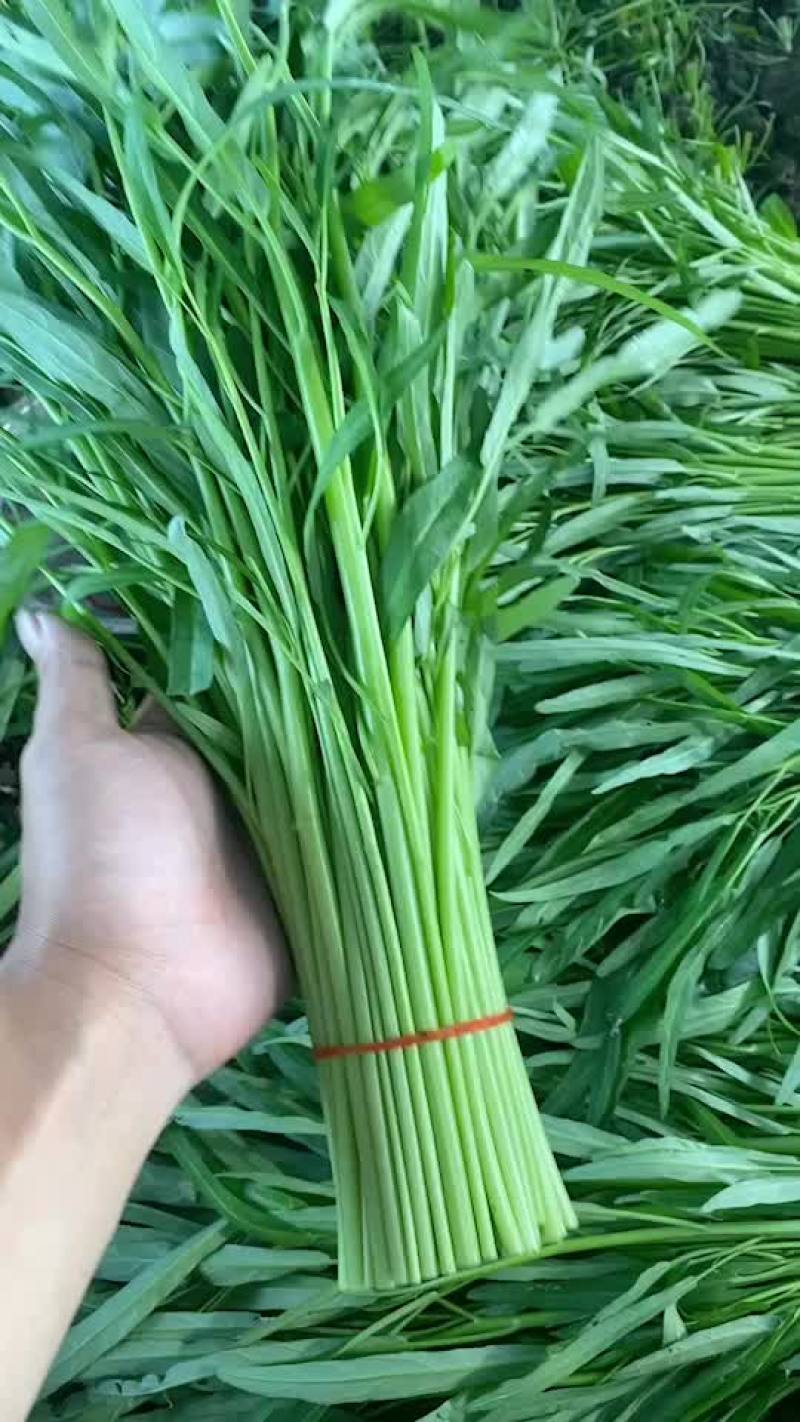 精品特级光杆柳叶空心菜！