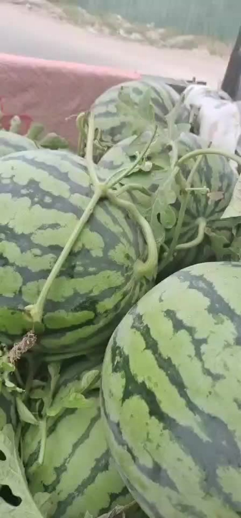河南开封金花无籽西瓜产地直发一手货源充足品质保证