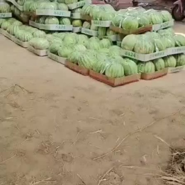 河南开封金花无籽西瓜产地直发一手货源充足品质保证