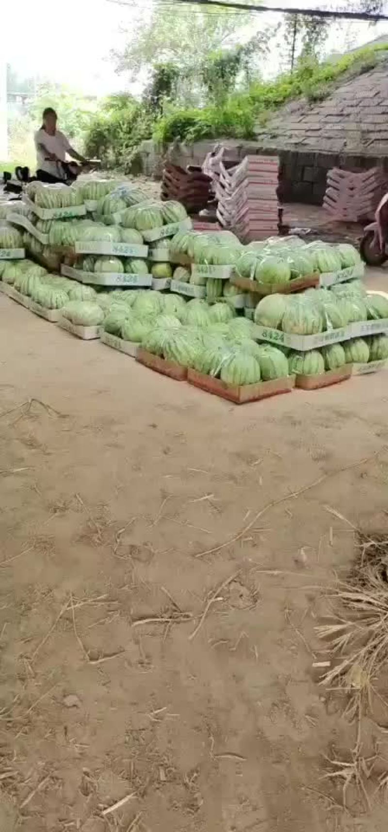 河南开封金花无籽西瓜产地直发一手货源充足品质保证