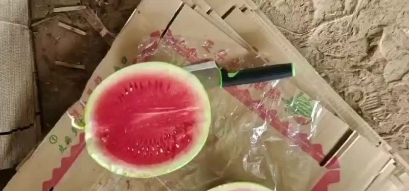 河南开封金花无籽西瓜产地直发一手货源充足品质保证