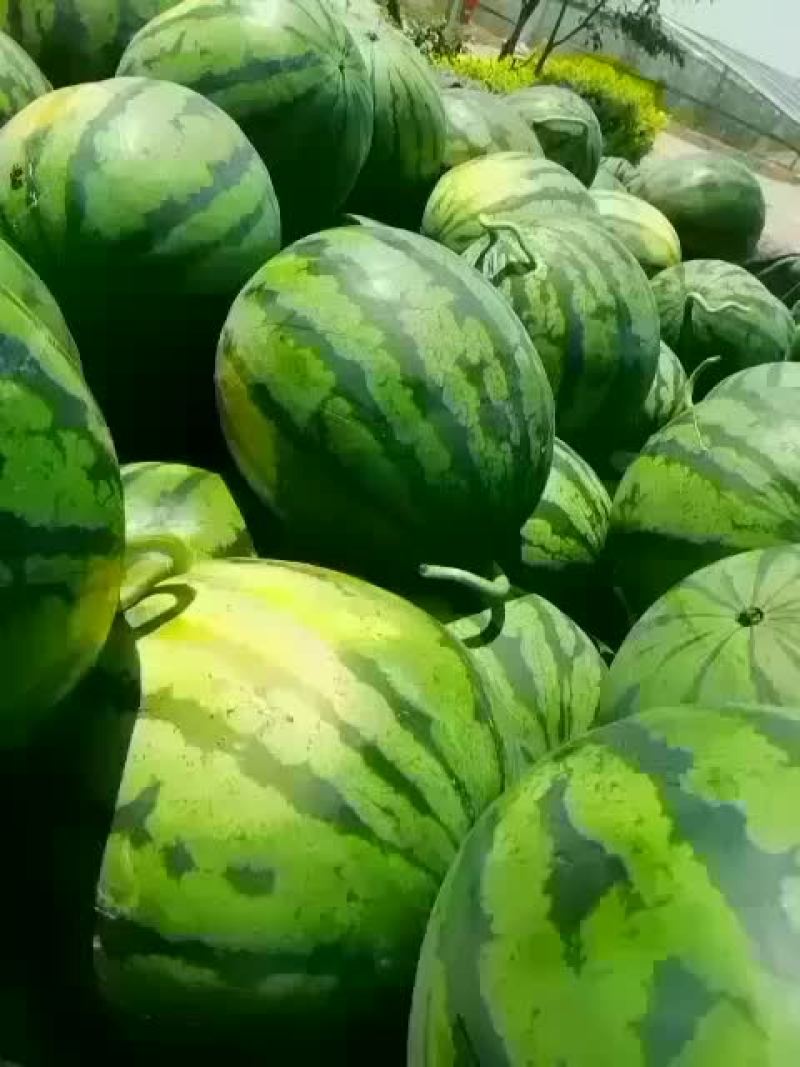 哈密瓜