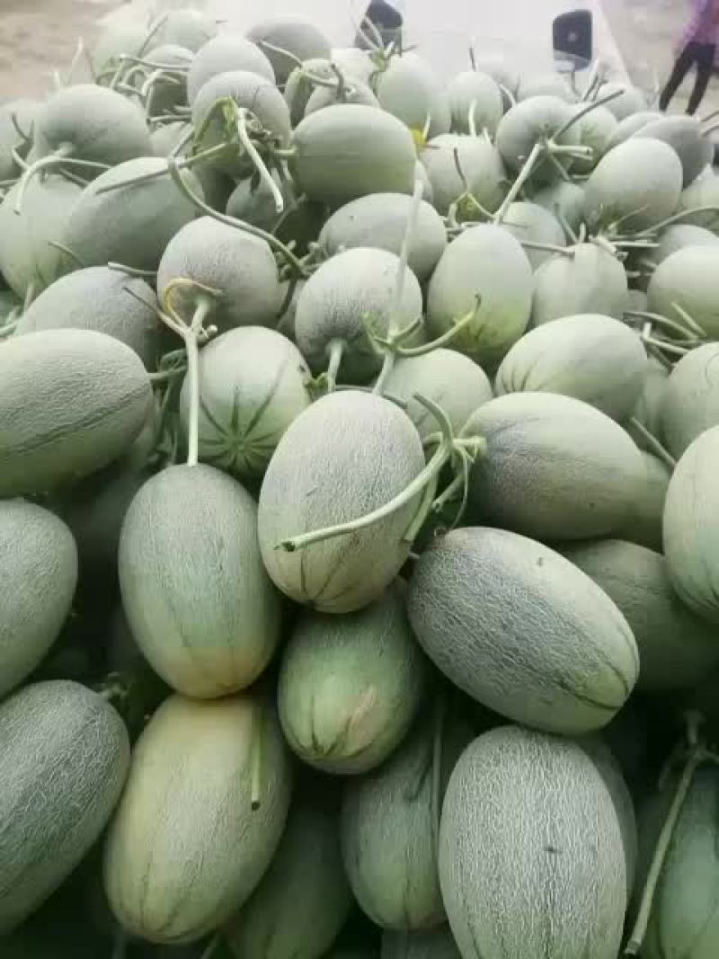 哈密瓜