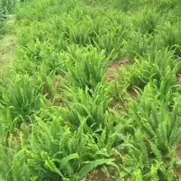 肾蕨