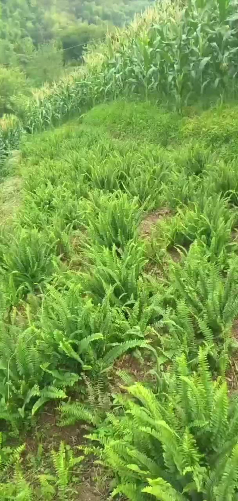 肾蕨