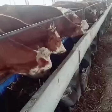 西门塔尔牛犊