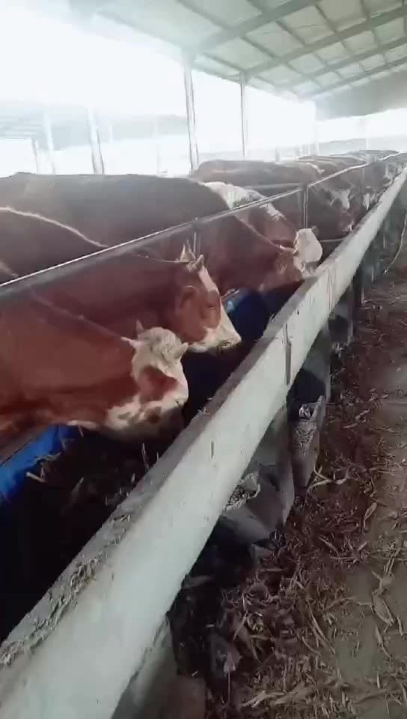西门塔尔牛犊