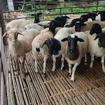 黑头杜怕羊