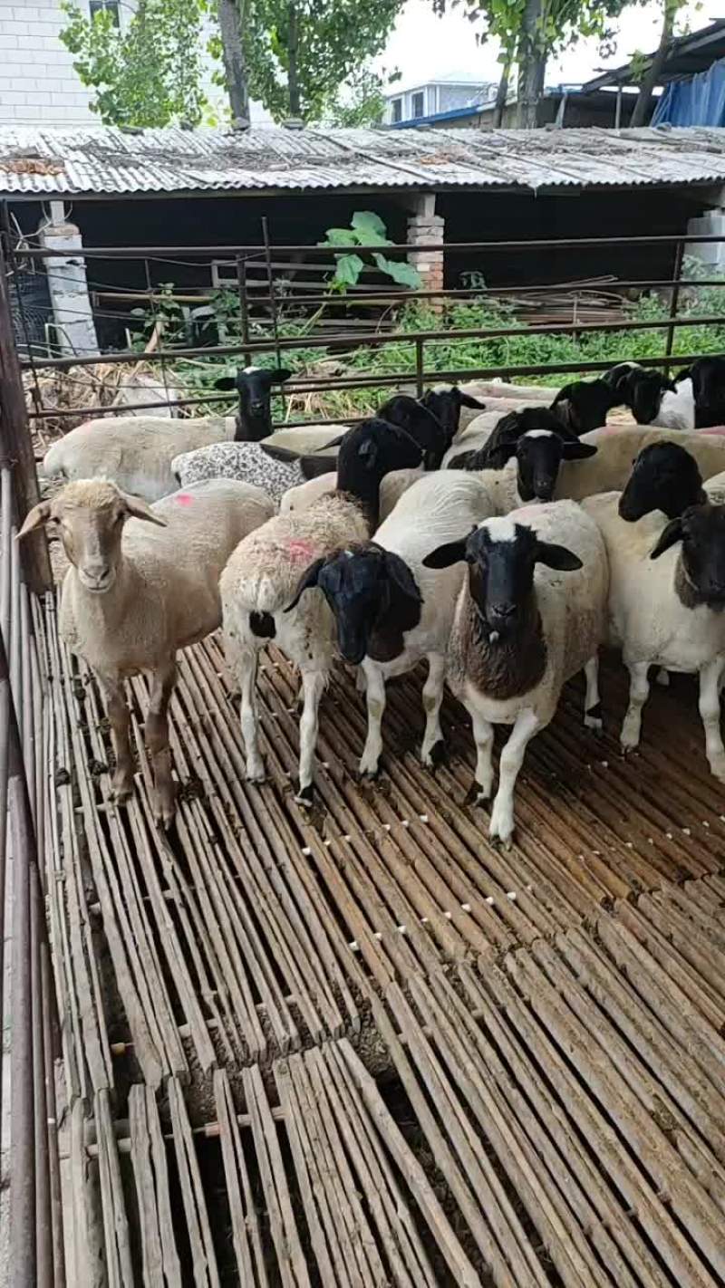 黑头杜怕羊