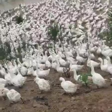 鹅，三花鹅，基地直供