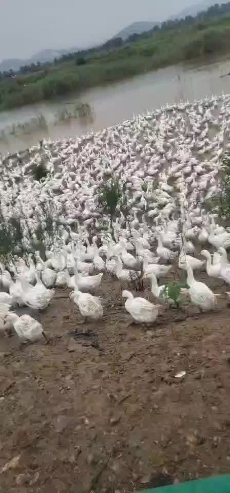 鹅，三花鹅，基地直供