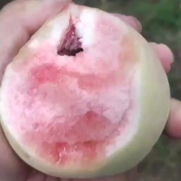 早熟红不软口感好个头大国面光滑