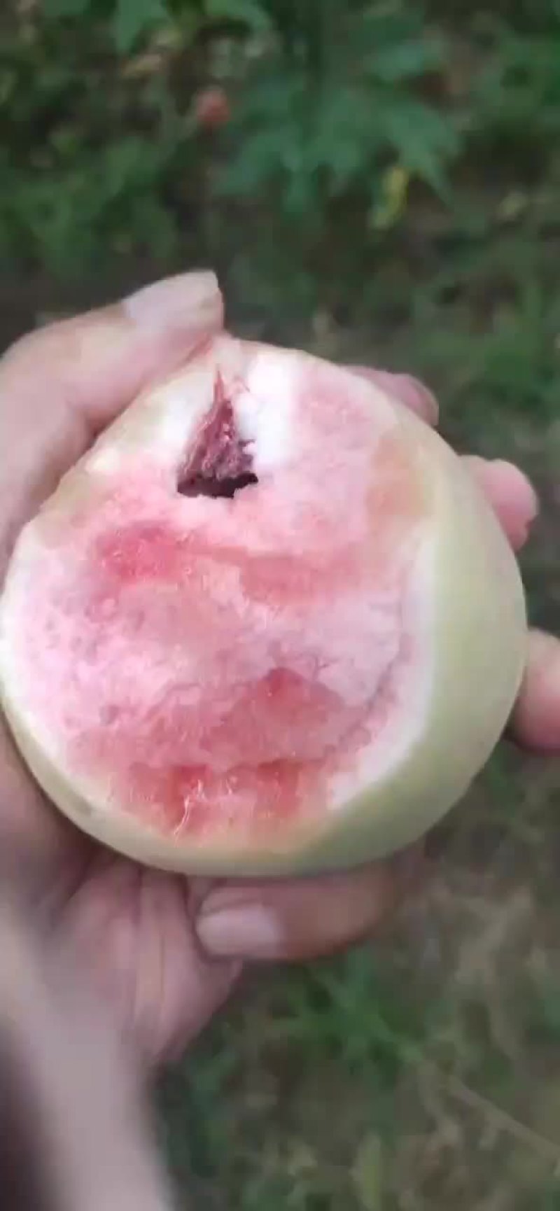 早熟红不软口感好个头大国面光滑