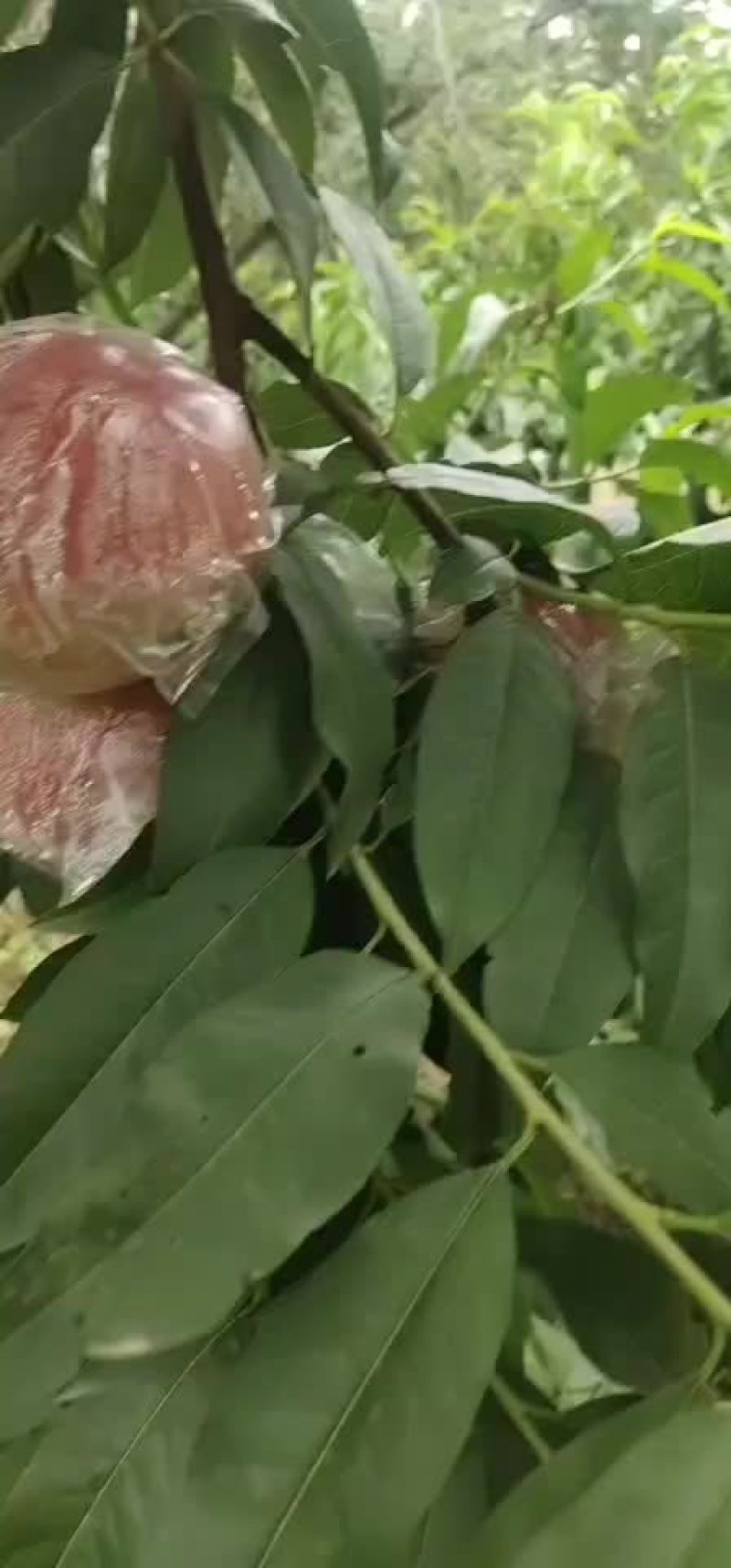 早熟红不软口感好个头大国面光滑