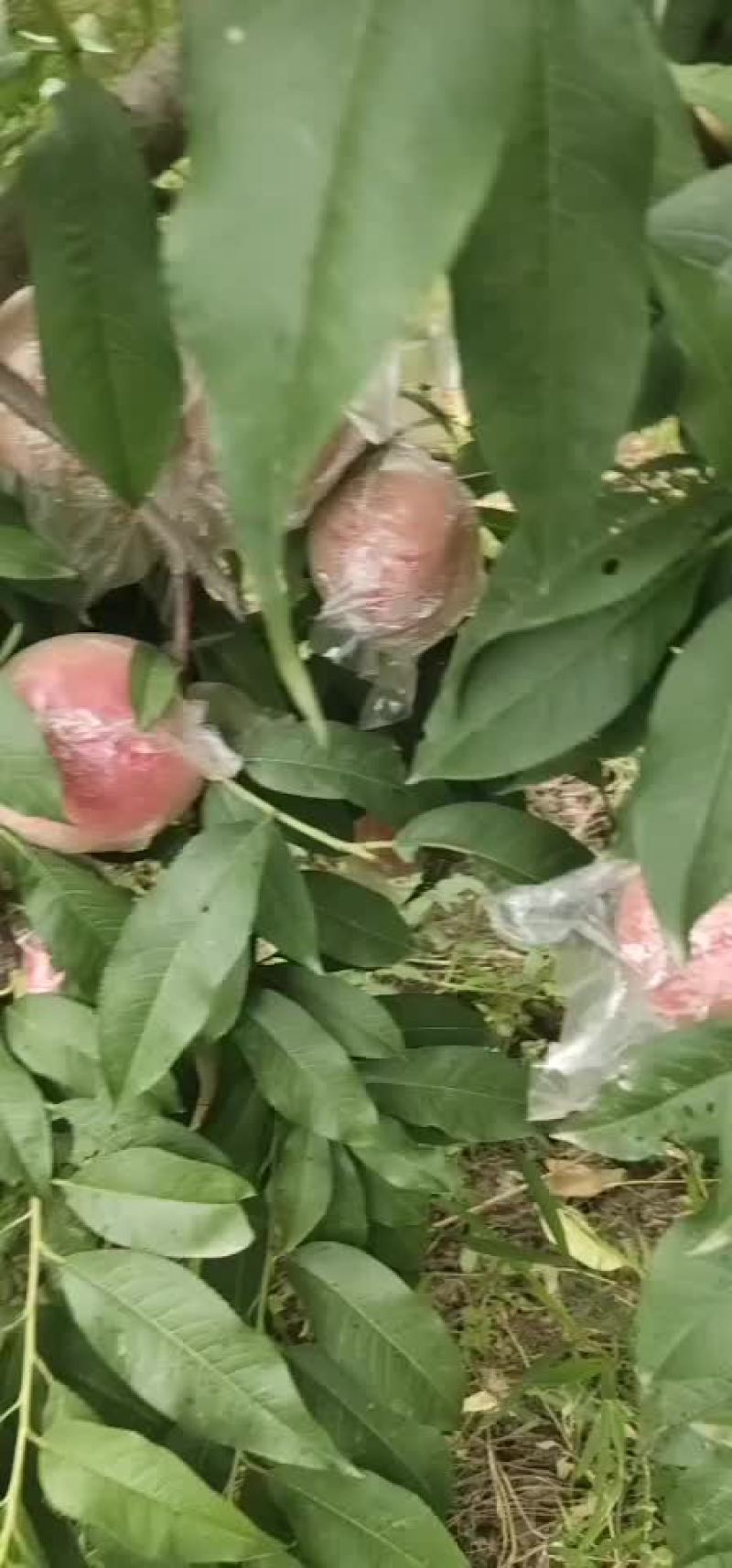 早熟红不软口感好个头大国面光滑